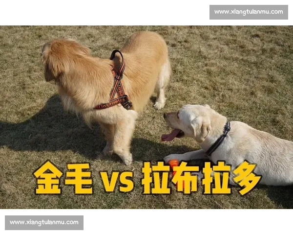 金毛犬竞技大赛精彩瞬间 高能对决展现忠诚与勇气