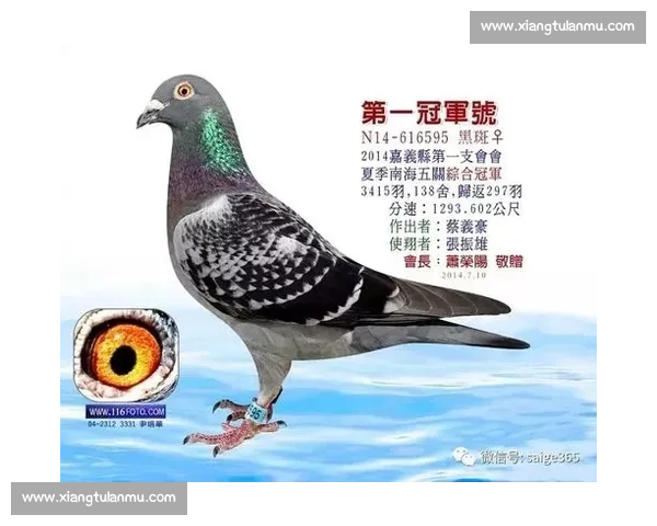 台湾海翔信鸽比赛精彩瞬间全纪录 飞翔中的勇者与挑战 台湾海翔信鸽比赛精彩瞬间全纪录 飞翔中的勇者与挑战